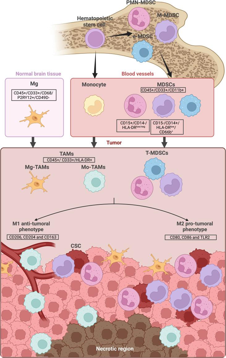 https://cdn.ncbi.nlm.nih.gov/pmc/blobs/352d/11700814/fb7c159e8a61/fimmu-15-1431112-g001.jpg