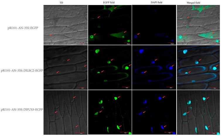 https://cdn.ncbi.nlm.nih.gov/pmc/blobs/352e/10779397/67525cb18720/ijms-25-00127-g010.jpg