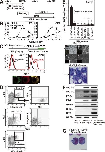 https://cdn.ncbi.nlm.nih.gov/pmc/blobs/3530/2525582/e78a8dbde0ac/jem2051917f01.jpg