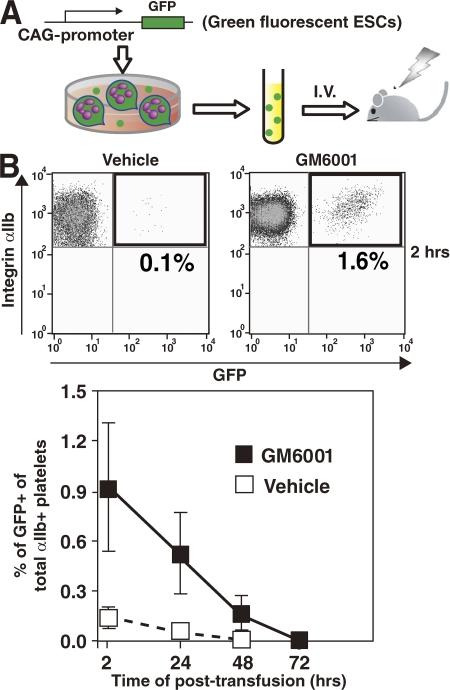 https://cdn.ncbi.nlm.nih.gov/pmc/blobs/3530/2525582/efe6f27b5902/jem2051917f06.jpg