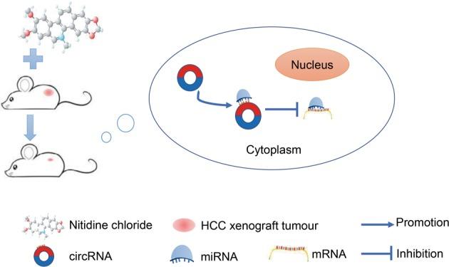https://cdn.ncbi.nlm.nih.gov/pmc/blobs/3533/6737102/6cd6c55557c4/41419_2019_1890_Fig11_HTML.jpg