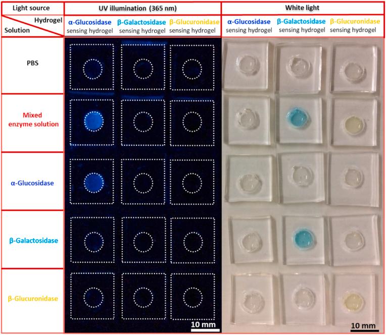 https://cdn.ncbi.nlm.nih.gov/pmc/blobs/3533/8105640/4b56333bc05d/gr4.jpg