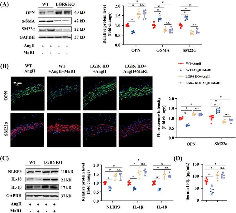https://cdn.ncbi.nlm.nih.gov/pmc/blobs/3536/10924638/66ad9941eda6/MCO2-5-e491-g007.jpg