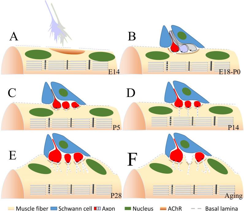 https://cdn.ncbi.nlm.nih.gov/pmc/blobs/3538/9208267/158bd4a02522/13578_2022_829_Fig1_HTML.jpg