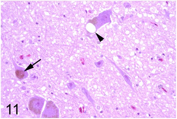 https://cdn.ncbi.nlm.nih.gov/pmc/blobs/353f/5389639/9e7434f6f133/pone.0173873.g011.jpg