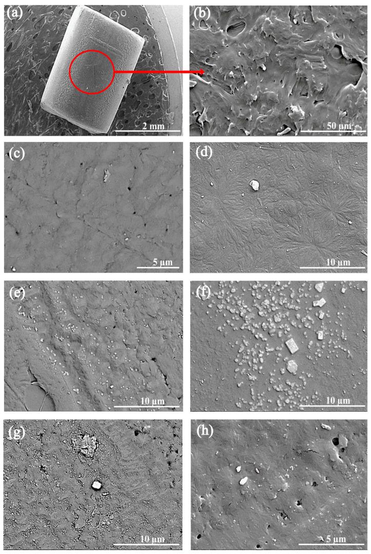 https://cdn.ncbi.nlm.nih.gov/pmc/blobs/3541/11244155/056600bc577d/polymers-16-01883-g004.jpg