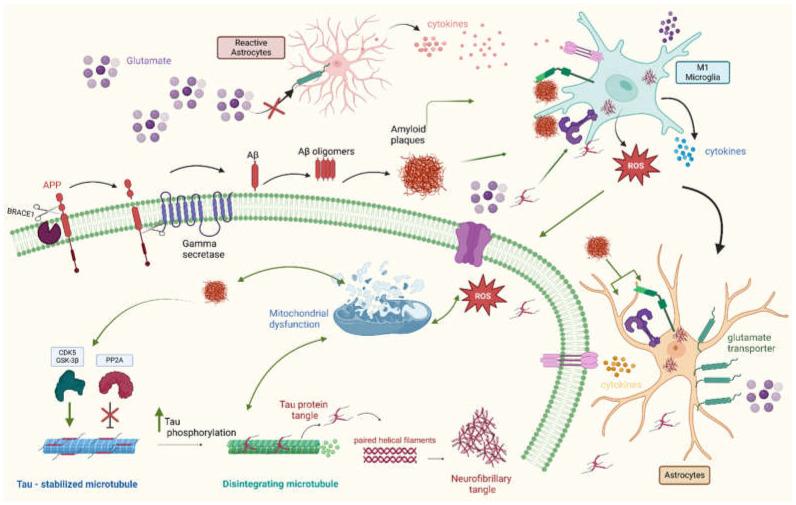 https://cdn.ncbi.nlm.nih.gov/pmc/blobs/3541/12196369/978039f145cf/neurolint-17-00081-g001.jpg