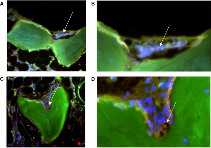 https://cdn.ncbi.nlm.nih.gov/pmc/blobs/3543/7214153/cf489fd7ab12/JCMM-24-5665-g007.jpg