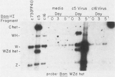 https://cdn.ncbi.nlm.nih.gov/pmc/blobs/3544/254758/bc85d8e41e8a/jvirol00121-0058-b.jpg