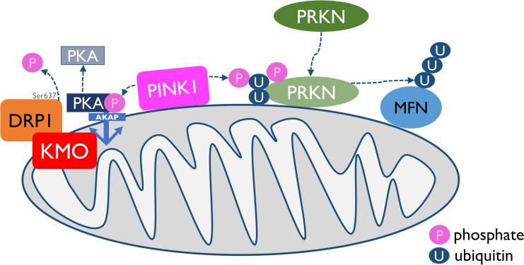 https://cdn.ncbi.nlm.nih.gov/pmc/blobs/3545/7654755/a15dde55aad0/pgen.1009129.g008.jpg