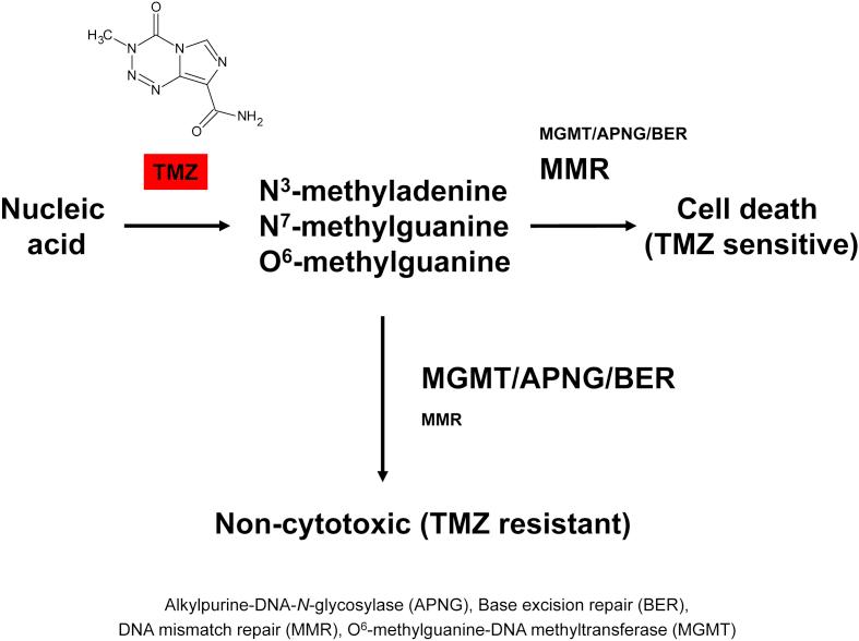 https://cdn.ncbi.nlm.nih.gov/pmc/blobs/3547/6150109/661d8c5a5b92/gr1.jpg