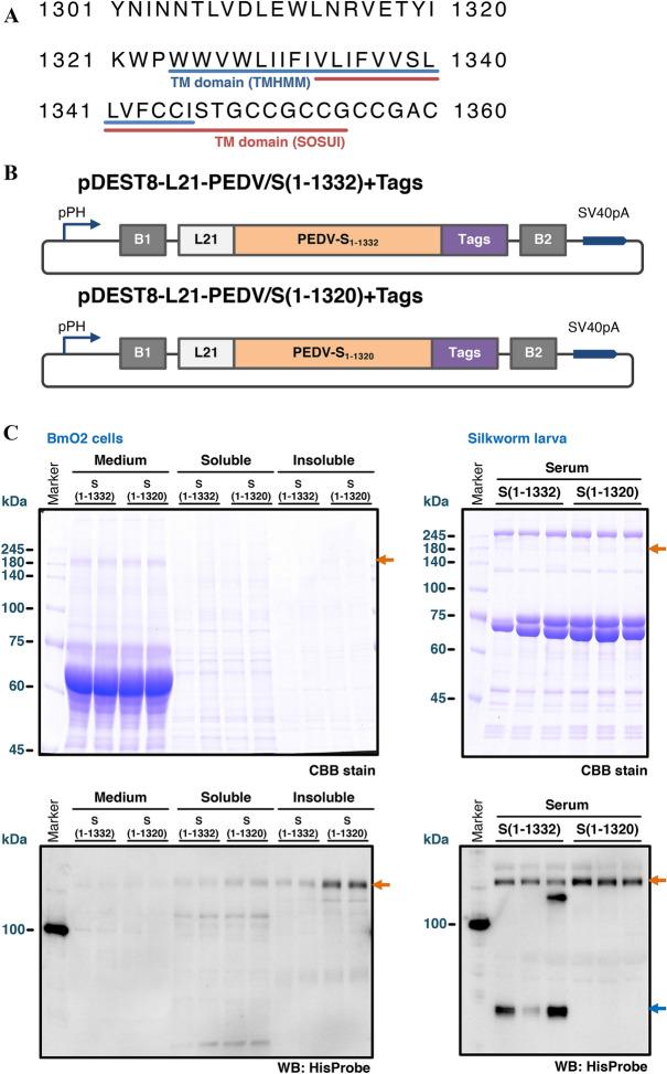 https://cdn.ncbi.nlm.nih.gov/pmc/blobs/3548/8261965/b2bd24cbd6f5/13567_2021_971_Fig1_HTML.jpg