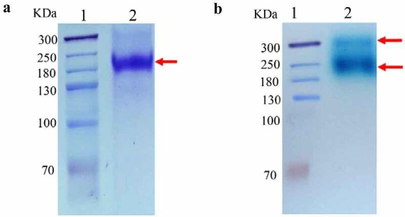 https://cdn.ncbi.nlm.nih.gov/pmc/blobs/3548/8806947/8e8cbe98f1a8/KBIE_A_1988370_F0001_OC.jpg