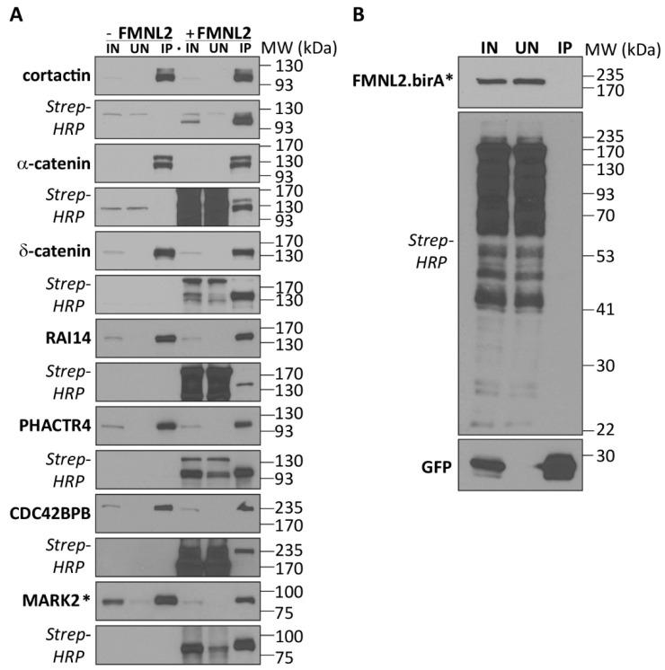 https://cdn.ncbi.nlm.nih.gov/pmc/blobs/354a/11171801/1684128d3a7c/ijms-25-05686-g003.jpg