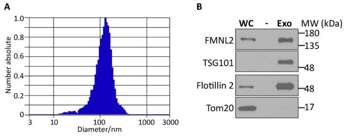 https://cdn.ncbi.nlm.nih.gov/pmc/blobs/354a/11171801/32963be47df0/ijms-25-05686-g005.jpg