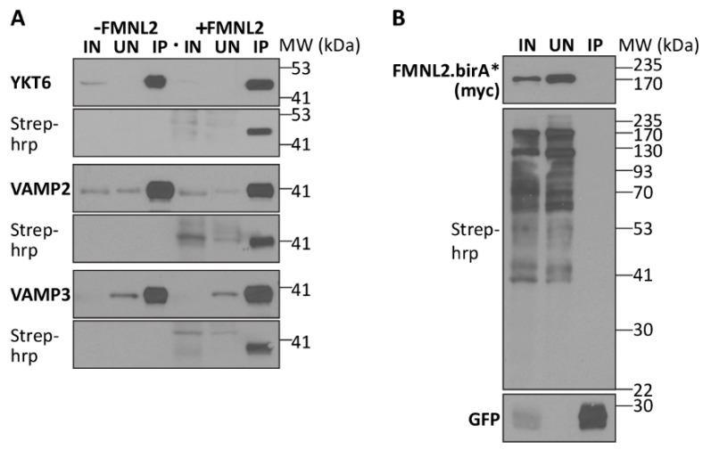 https://cdn.ncbi.nlm.nih.gov/pmc/blobs/354a/11171801/7ea868f50c41/ijms-25-05686-g004.jpg