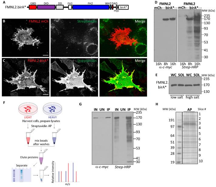 https://cdn.ncbi.nlm.nih.gov/pmc/blobs/354a/11171801/9b82e4ed9664/ijms-25-05686-g001.jpg