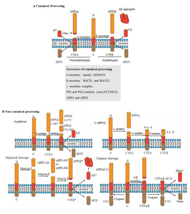 https://cdn.ncbi.nlm.nih.gov/pmc/blobs/354d/10796103/37f16b2b71d6/AD-15-1-201-g4.jpg