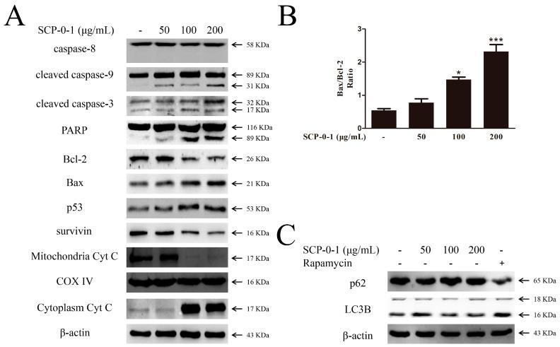https://cdn.ncbi.nlm.nih.gov/pmc/blobs/354d/4964391/dcc4c00738ab/ijms-17-01015-g004.jpg