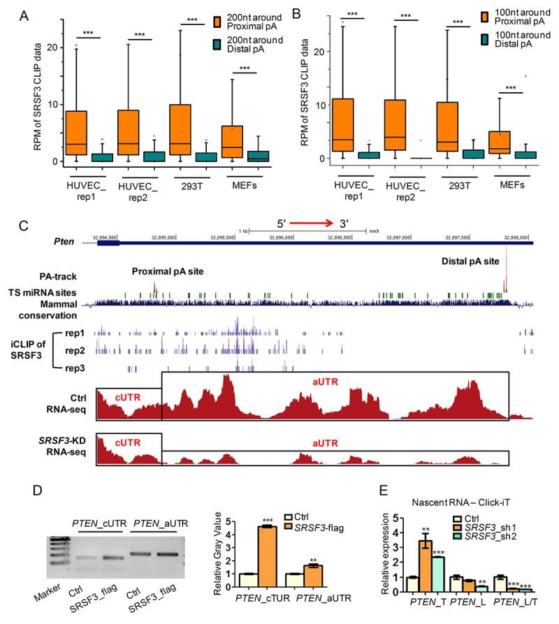 https://cdn.ncbi.nlm.nih.gov/pmc/blobs/354d/6428108/2a7d8b536c2e/aging-11-101836-g002.jpg