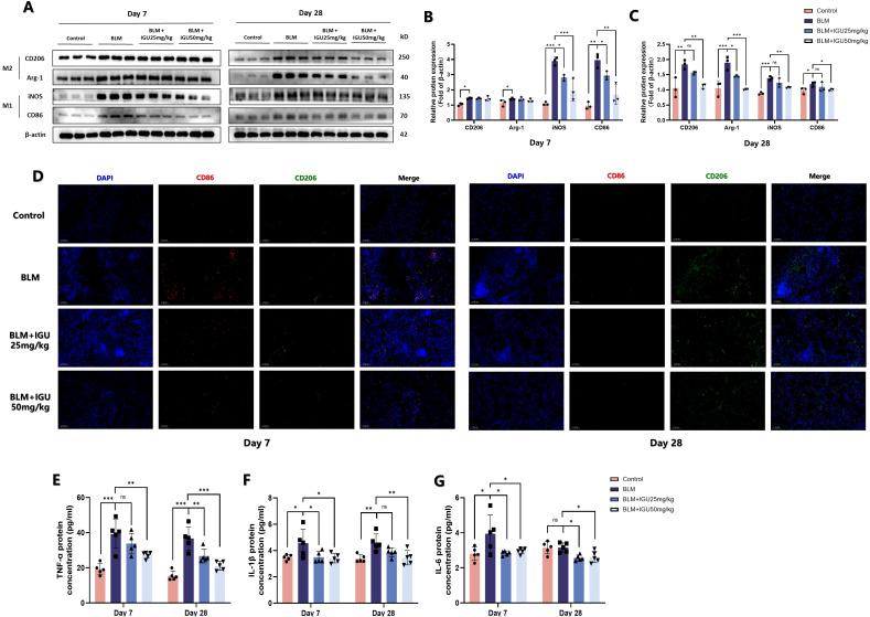 https://cdn.ncbi.nlm.nih.gov/pmc/blobs/3552/11966494/ad86a1c9f98b/fimmu-16-1558903-g004.jpg