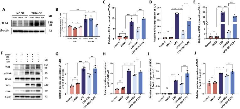 https://cdn.ncbi.nlm.nih.gov/pmc/blobs/3552/11966494/d954172b302f/fimmu-16-1558903-g008.jpg