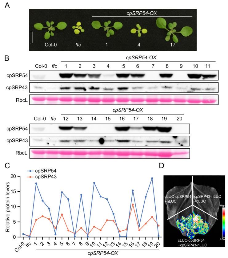 https://cdn.ncbi.nlm.nih.gov/pmc/blobs/3555/12197082/544f04527ab7/plants-14-01745-g001.jpg