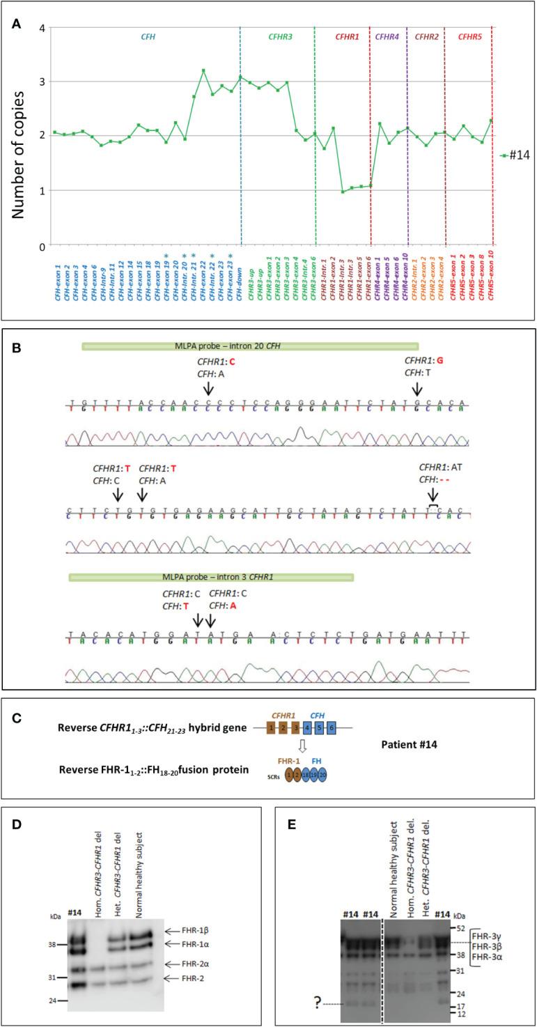 https://cdn.ncbi.nlm.nih.gov/pmc/blobs/3555/9923232/7a81dbd4db06/fimmu-13-1011580-g006.jpg