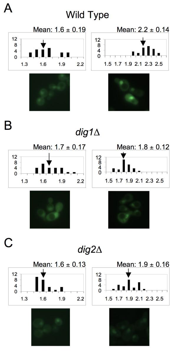 https://cdn.ncbi.nlm.nih.gov/pmc/blobs/3561/2219999/8a7ac137750e/1471-2121-8-44-1.jpg
