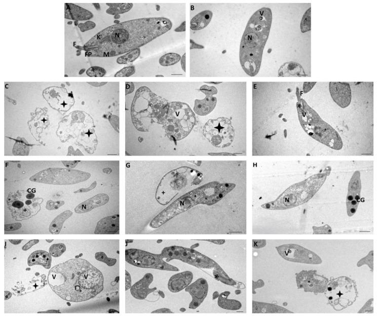 https://cdn.ncbi.nlm.nih.gov/pmc/blobs/3564/11477194/7397bbdc0959/ijms-25-10582-g005.jpg