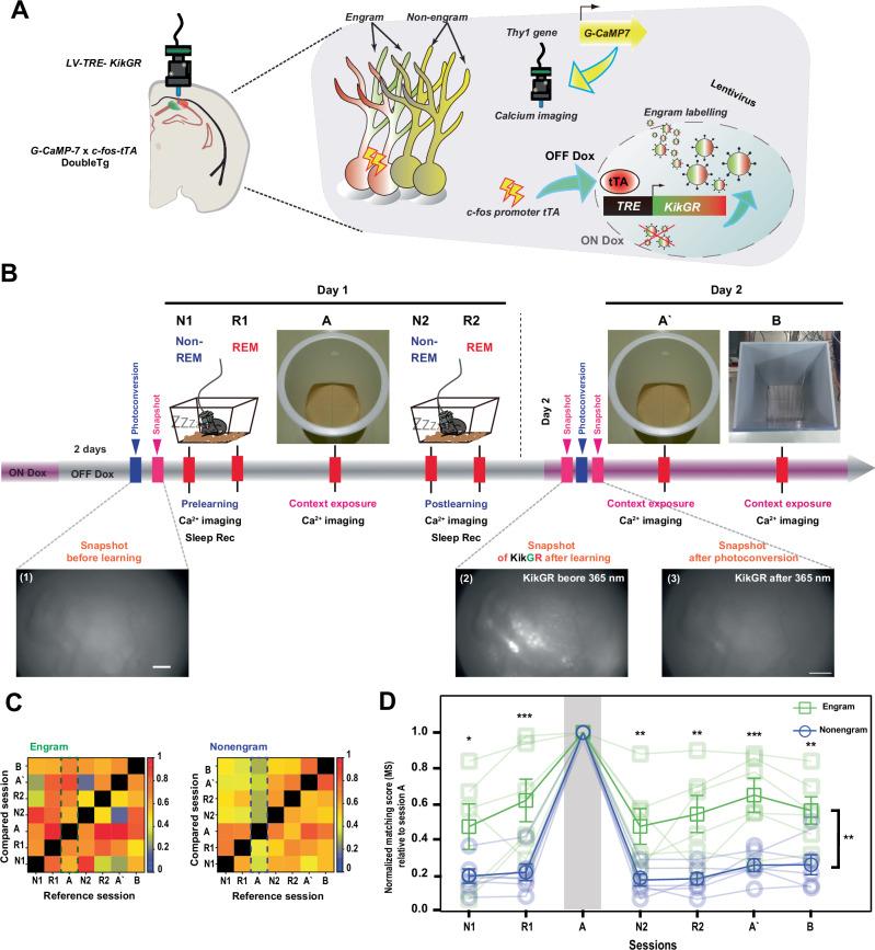 https://cdn.ncbi.nlm.nih.gov/pmc/blobs/356b/12037800/87dd1d0165da/41467_2025_58860_Fig1_HTML.jpg