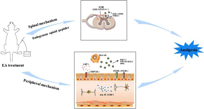 https://cdn.ncbi.nlm.nih.gov/pmc/blobs/356c/8511820/165cbd73e060/fnins-15-696843-g001.jpg