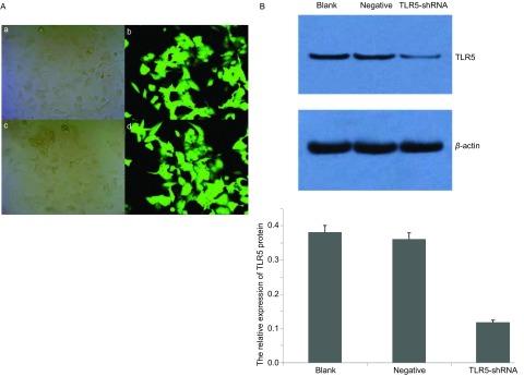 https://cdn.ncbi.nlm.nih.gov/pmc/blobs/356e/5999743/93936dde0a36/zgfazz-18-1-8-4.jpg