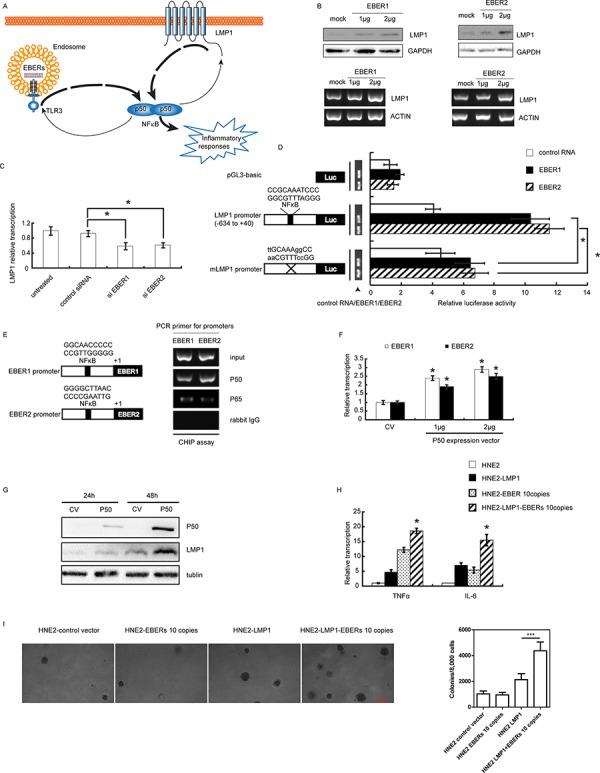 https://cdn.ncbi.nlm.nih.gov/pmc/blobs/3570/4695186/5c9513ad0818/oncotarget-06-24291-g003.jpg