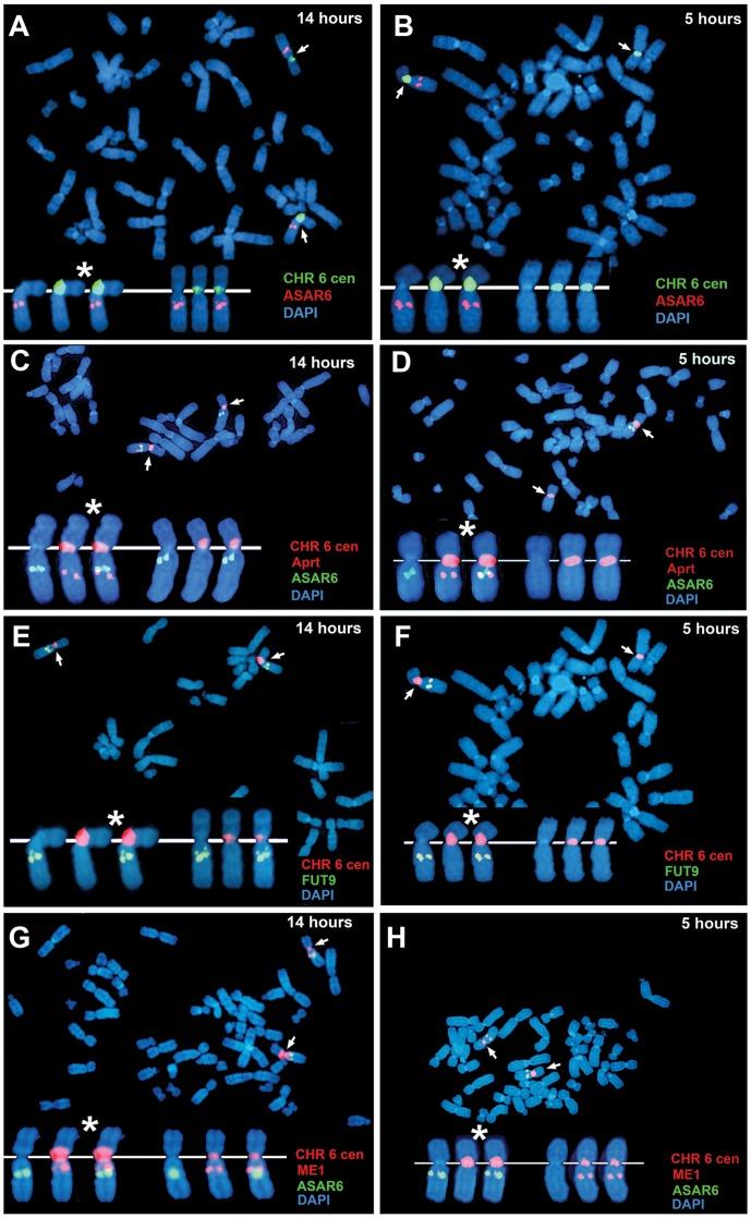 https://cdn.ncbi.nlm.nih.gov/pmc/blobs/3577/3617217/e909fef4a692/pgen.1003423.g003.jpg
