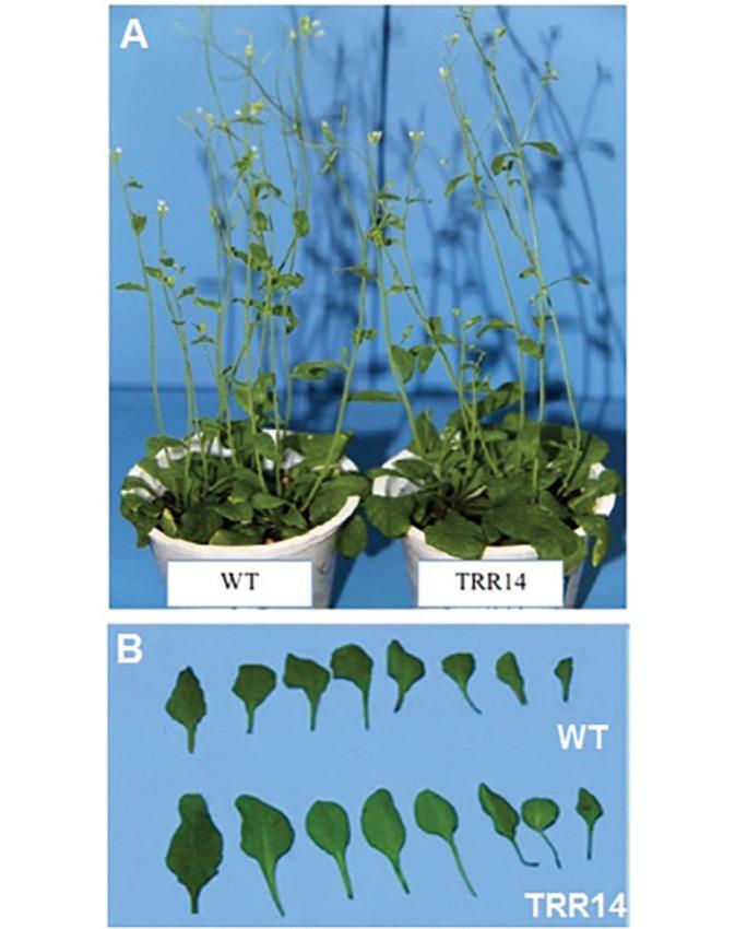 https://cdn.ncbi.nlm.nih.gov/pmc/blobs/3577/5582251/c47fd0b606ca/ijb-15-33-g002.jpg