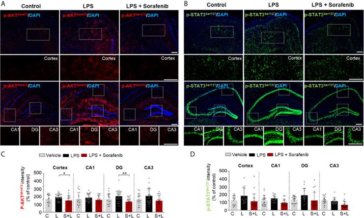 https://cdn.ncbi.nlm.nih.gov/pmc/blobs/3577/8190398/1f039d345ff9/fimmu-12-684344-g007.jpg