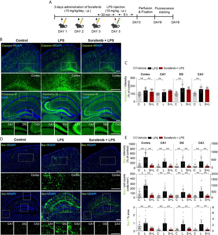 https://cdn.ncbi.nlm.nih.gov/pmc/blobs/3577/8190398/214f0a40ae42/fimmu-12-684344-g003.jpg