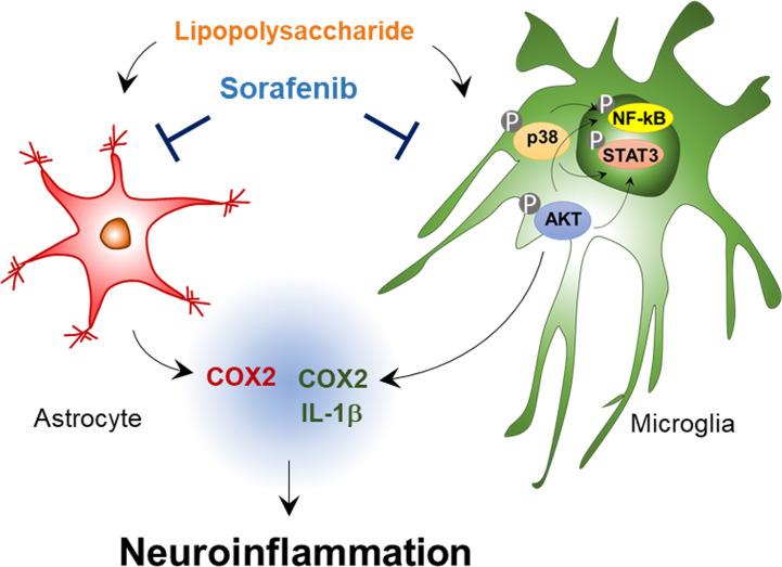 https://cdn.ncbi.nlm.nih.gov/pmc/blobs/3577/8190398/4bef93a31b14/fimmu-12-684344-g009.jpg
