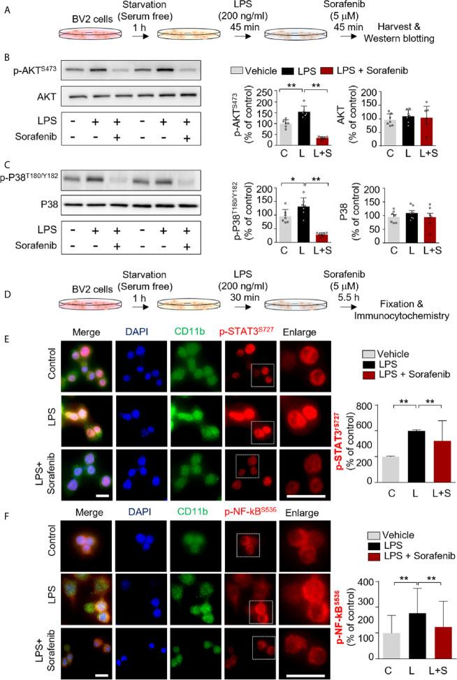 https://cdn.ncbi.nlm.nih.gov/pmc/blobs/3577/8190398/63f4db2f8143/fimmu-12-684344-g002.jpg