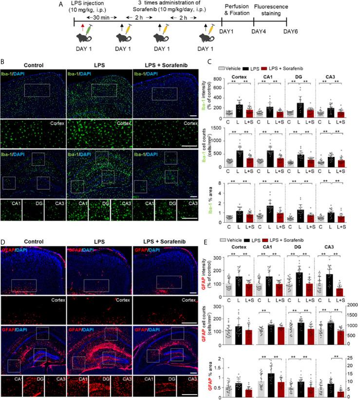 https://cdn.ncbi.nlm.nih.gov/pmc/blobs/3577/8190398/6d7db9da8f8f/fimmu-12-684344-g006.jpg