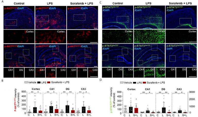 https://cdn.ncbi.nlm.nih.gov/pmc/blobs/3577/8190398/6fafec00a4cd/fimmu-12-684344-g005.jpg