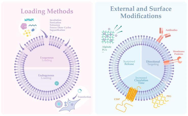 https://cdn.ncbi.nlm.nih.gov/pmc/blobs/3578/11766495/76bcc513000f/life-15-00070-g003.jpg
