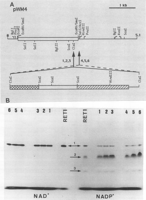 https://cdn.ncbi.nlm.nih.gov/pmc/blobs/3579/182370/31dfee66d48c/aem00038-0060-a.jpg