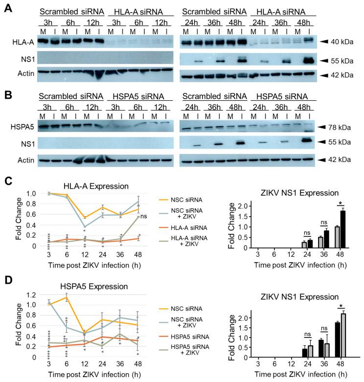https://cdn.ncbi.nlm.nih.gov/pmc/blobs/357b/9863221/1469bae233b7/viruses-15-00097-g010.jpg
