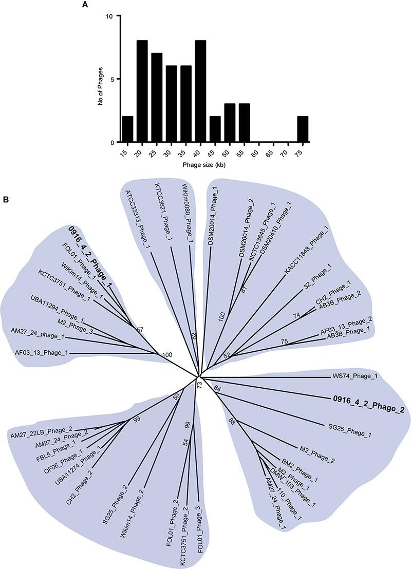 https://cdn.ncbi.nlm.nih.gov/pmc/blobs/357c/6667553/49186811ed85/fmicb-10-01619-g005.jpg