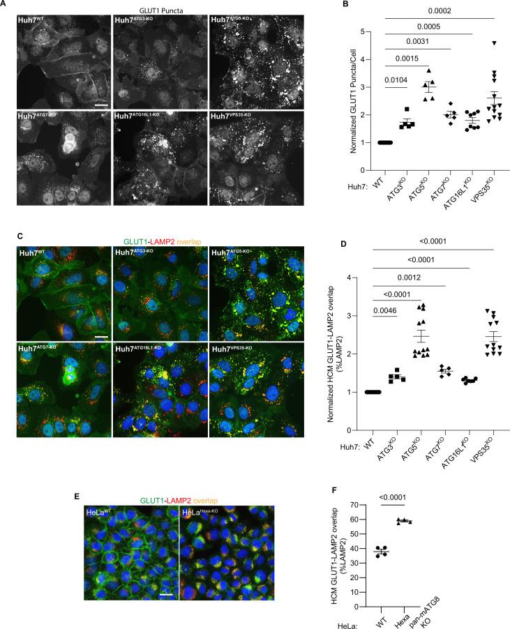 https://cdn.ncbi.nlm.nih.gov/pmc/blobs/3583/11706607/5987d172752e/elife-100928-fig4.jpg