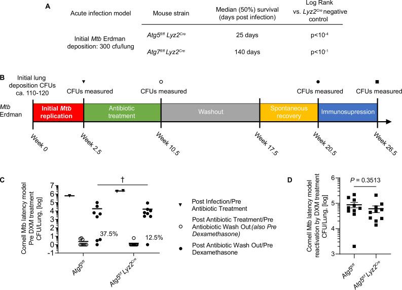 https://cdn.ncbi.nlm.nih.gov/pmc/blobs/3583/11706607/b92747987170/elife-100928-fig1-figsupp1.jpg