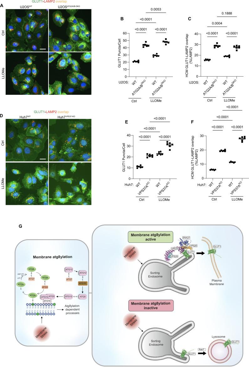 https://cdn.ncbi.nlm.nih.gov/pmc/blobs/3583/11706607/d79aa30486a5/elife-100928-fig8.jpg