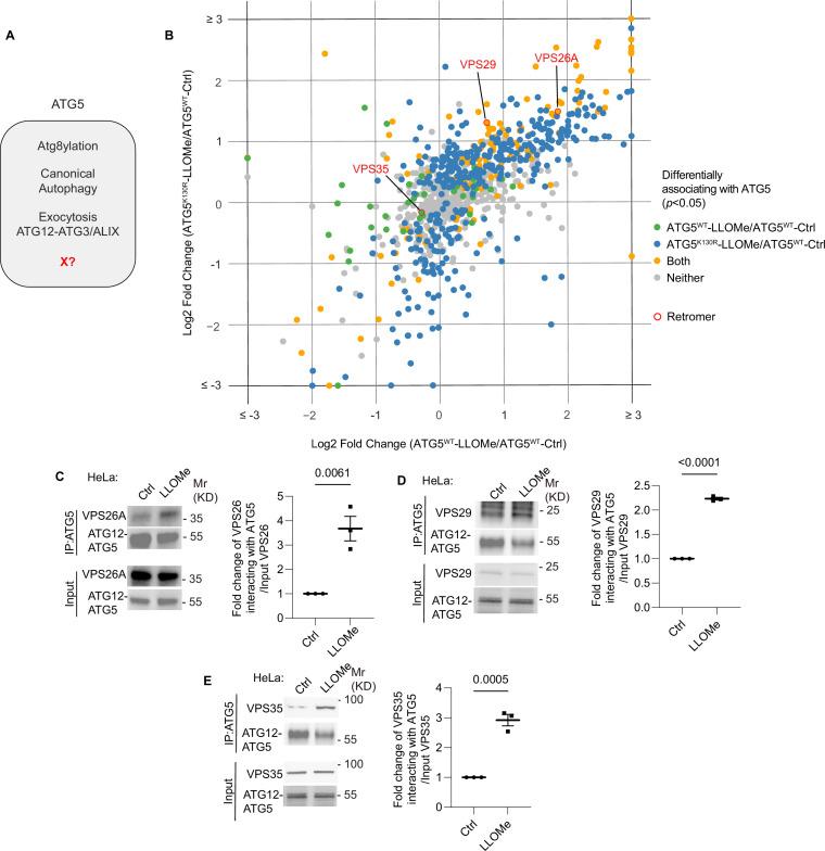 https://cdn.ncbi.nlm.nih.gov/pmc/blobs/3583/11706607/e34f65e66c86/elife-100928-fig1.jpg